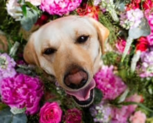 Sam George Wedding Flowers